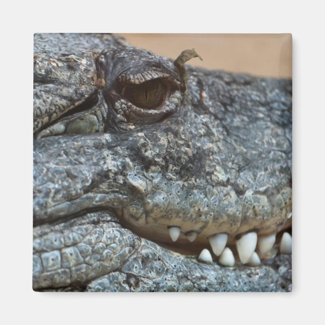 Imã Crocodilo (Frente)