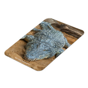 Ímã Crocodilo