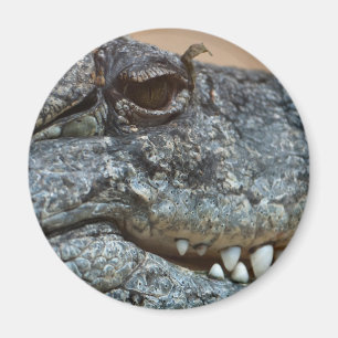 Imã Crocodilo