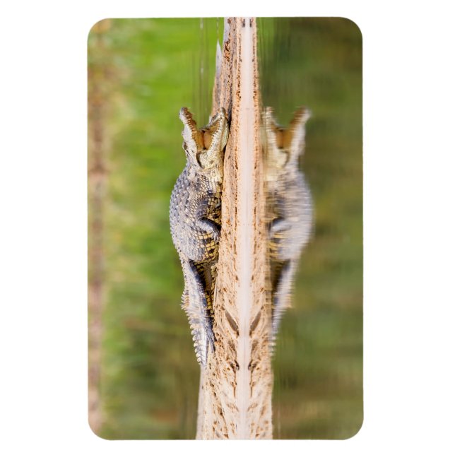 Ímã Crocodilo (Vertical)