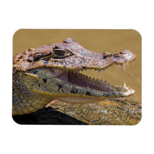Ímã Crocodilo sorridente
