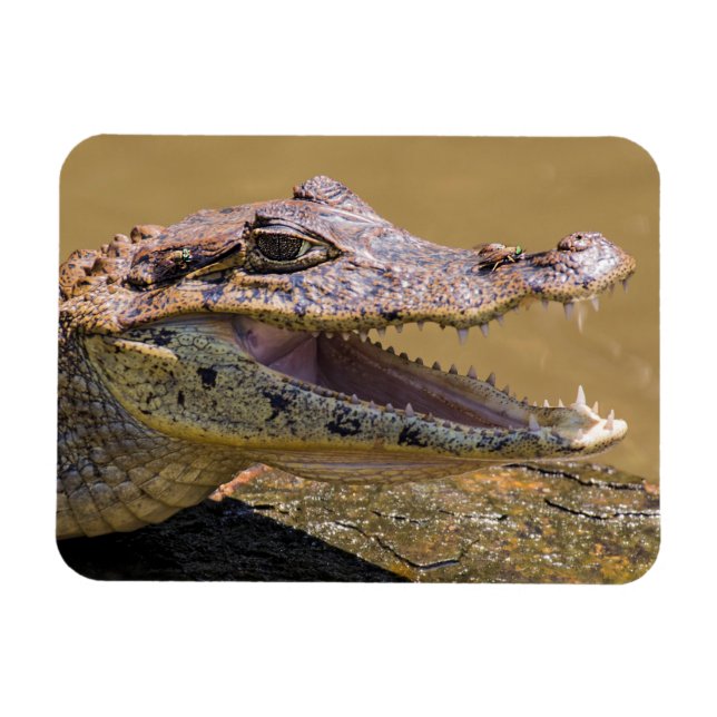 Ímã Crocodilo sorridente (Horizontal)
