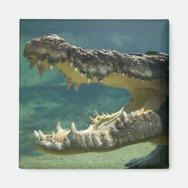 Imã Crocodilos de boca aberta (Frente)
