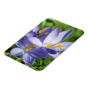 Ímã Crocus