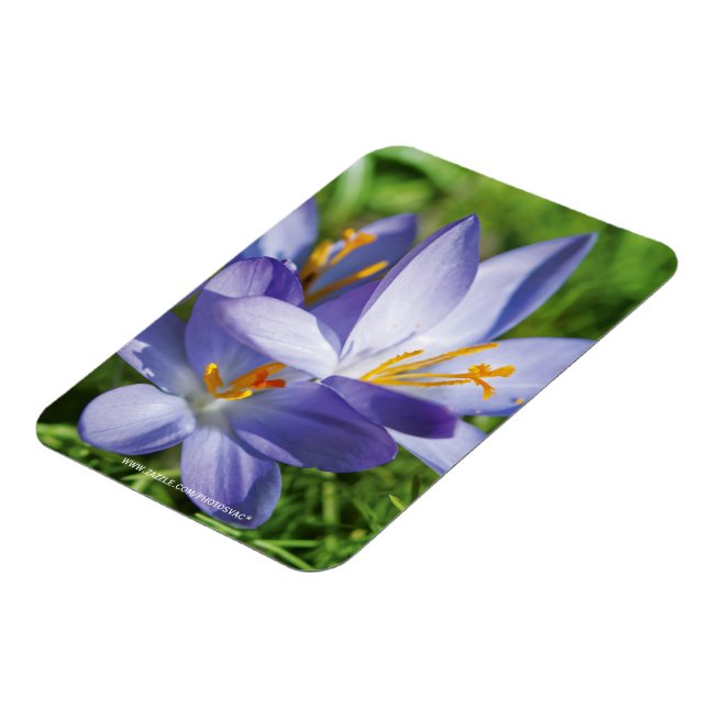 Ímã Crocus (Left Side)