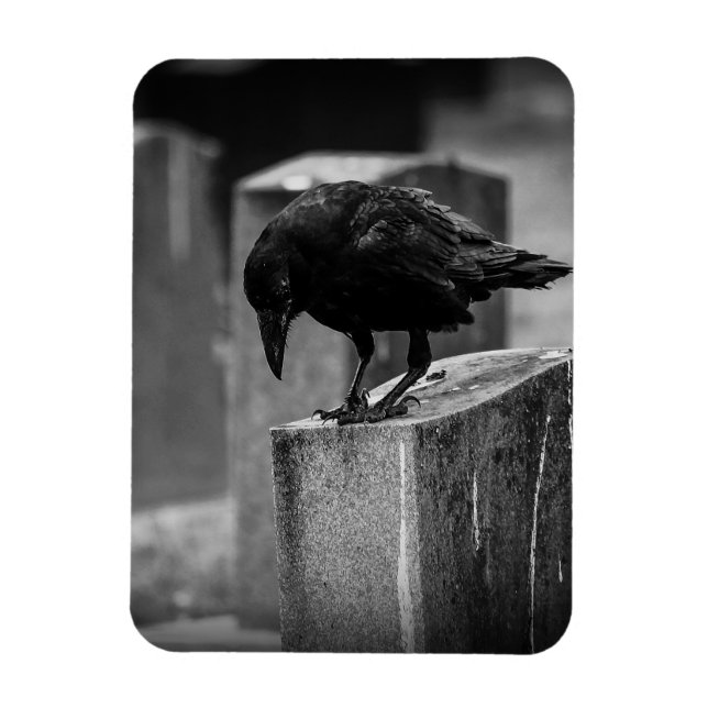 Ímã Crow do Cemitério de Queda (Vertical)