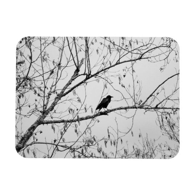Ímã Crow em uma Árvore de Birch (Horizontal)