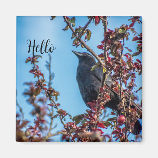 Imã Crow Says Hello 