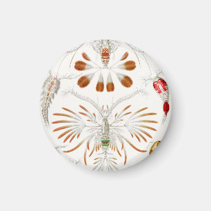 Imã Crustáceos da Vida Marinha, Copepoda por Ernst Hae