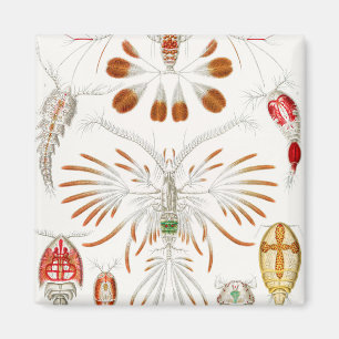 Imã Crustáceos da Vida Marinha, Copepoda por Ernst Hae