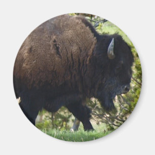 Imã Cruzamento do bisonte