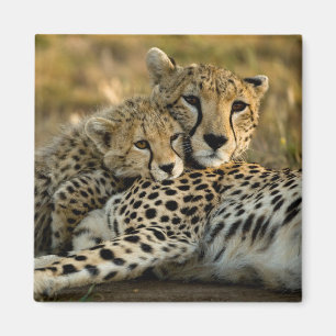 Imã Cubo Cheetah mexendo com sua mãe