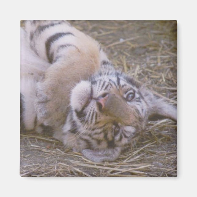 Imã Cubo de Tigre (Frente)