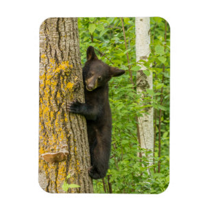 Ímã Cubo do Urso Negro Minnesota