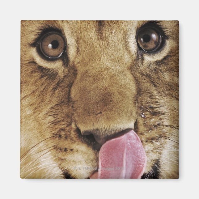 Imã Cubo-leão (Panthera leo), nariz a lamber, close-up (Frente)