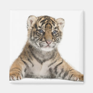 Imã Cubo Sumatran Tiger