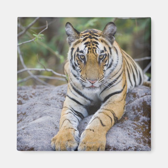 Imã Cubo Tiger, Parque Nacional de Bandhavgarh, Índia (Frente)