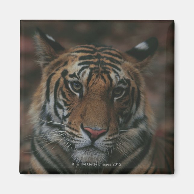 Imã Cubo Tigre (Frente)