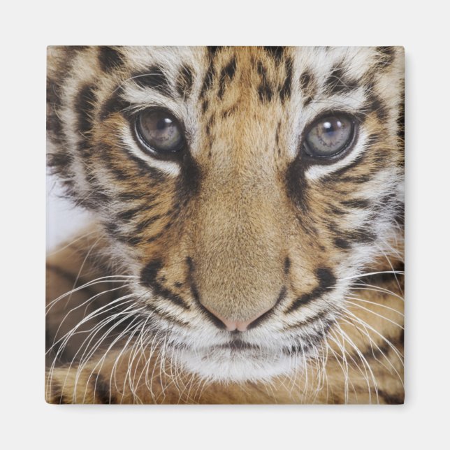 Imã Cubo Tigre (Frente)