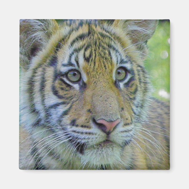 Imã Cubo Tigre Fechar Retrato (Frente)