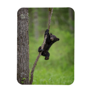 Ímã Cubo Urso Negro tocando no Limbo Árvore