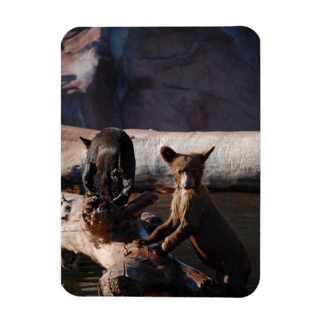 Ímã Cubos de Urso no Magneta (Vertical)