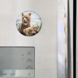 Imã Cubos Grizzly Procurando Seu Magneto De Mãe