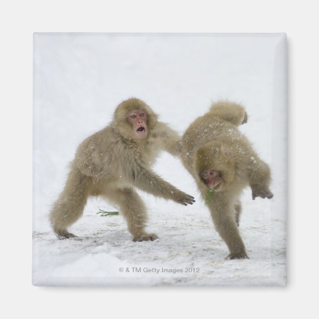 Imã Cubos japoneses de macaco-neve tocando neve (Frente)