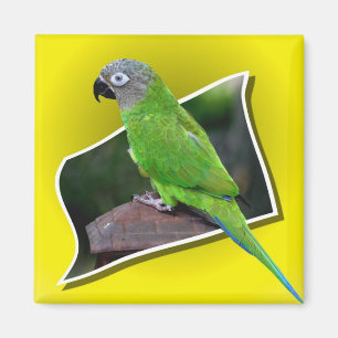 Imã Cujo Cabeçalho Escondido Conure Pássaro é Gelnet