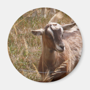 Imã Cultivando cabras