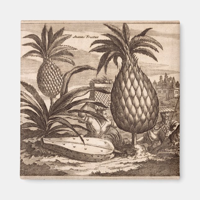 Imã Cultivo de ananás grandes, ilustração de um desenh (Frente)
