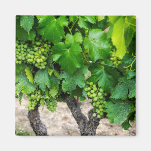Imã Cultivo de Uvas para Vinho, França