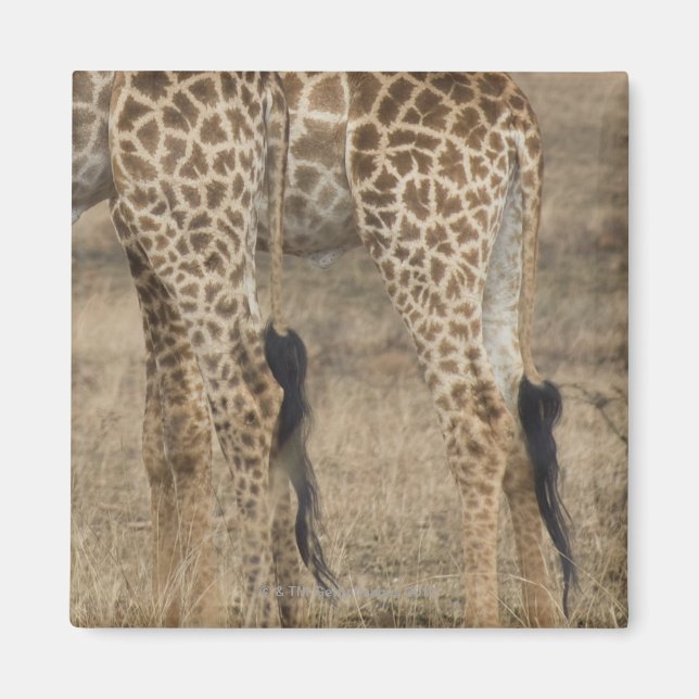 Imã Culturas bruscas de duas Girafas (Girafa) (Frente)
