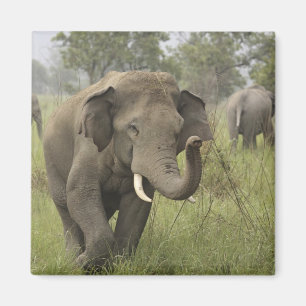 Imã Cumprimento de Elefante Asiático Indiano