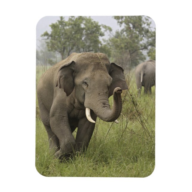 Ímã Cumprimento de Elefante Asiático Indiano (Vertical)