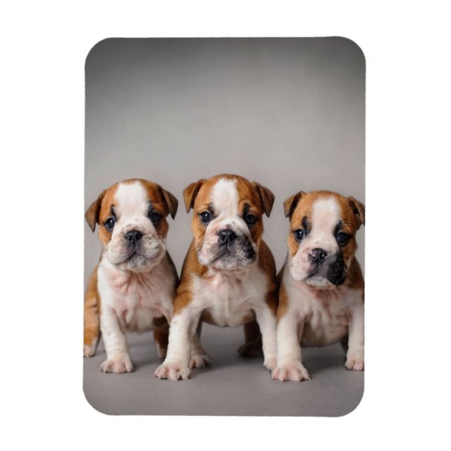 Ímã Cuppies de Bulldog Cortes | Presente para adultos  (Vertical)