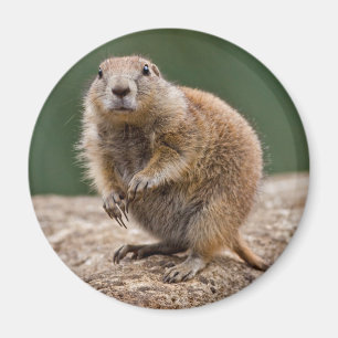 Imã Curiosa Prairie Dog Magnet