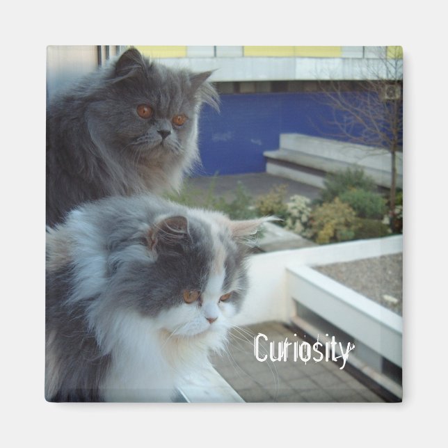 Imã Curiosidade (Frente)