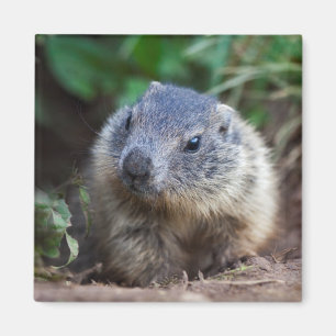 Imã Curioso Baby Marmot Magnet