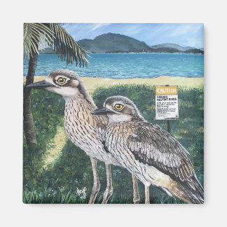 Imã Curlew's of Townsville Strand