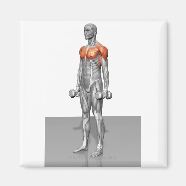 Imã Curva Biceps em Pé (Frente)