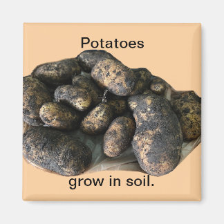 Imã Custom Potato Magnets, harvested
