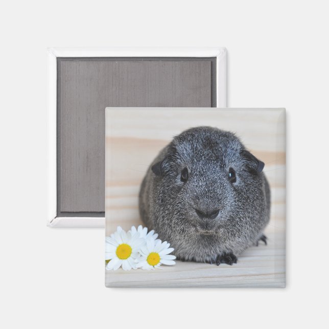 Imã Cute Agouti Guiné Porco com Visitas (Front/Back)