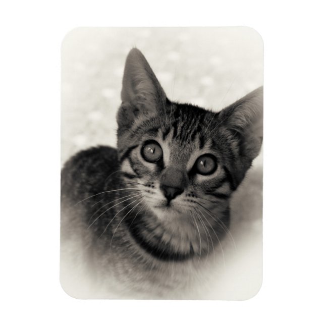 Ímã Cute Bengal Kitten (Vertical)