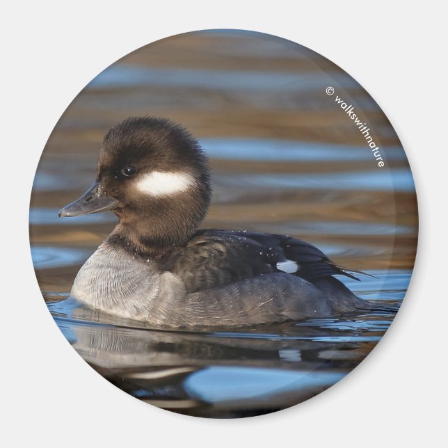 Imã Cute Bufflehead Duck em Águas Sunlit (Frente)