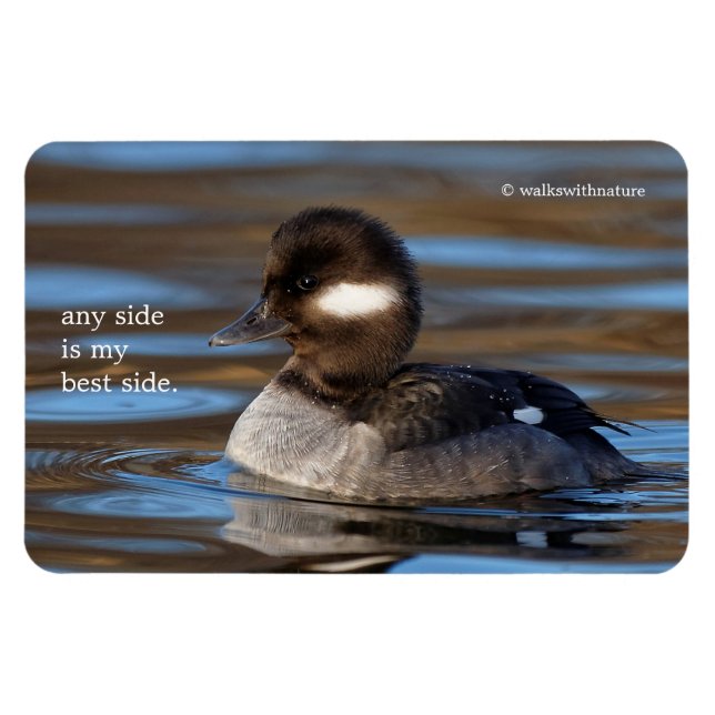 Ímã Cute Bufflehead Duck em Águas Sunlit (Horizontal)