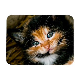 Ímã Cute calico kitten with blue eyes
