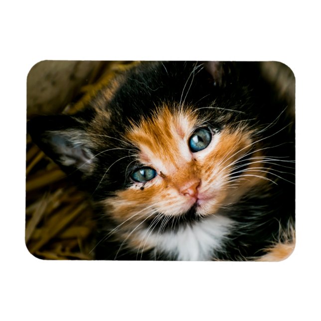 Ímã Cute calico kitten with blue eyes (Horizontal)