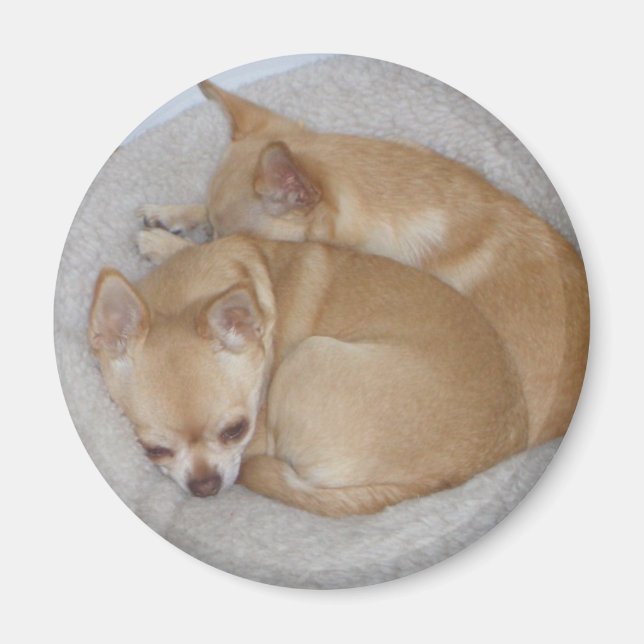 Imã Cute Chihuahua Magnet (Frente)