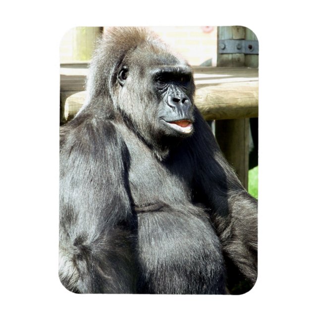 ÍMÃ CUTE GORILLA (Vertical)